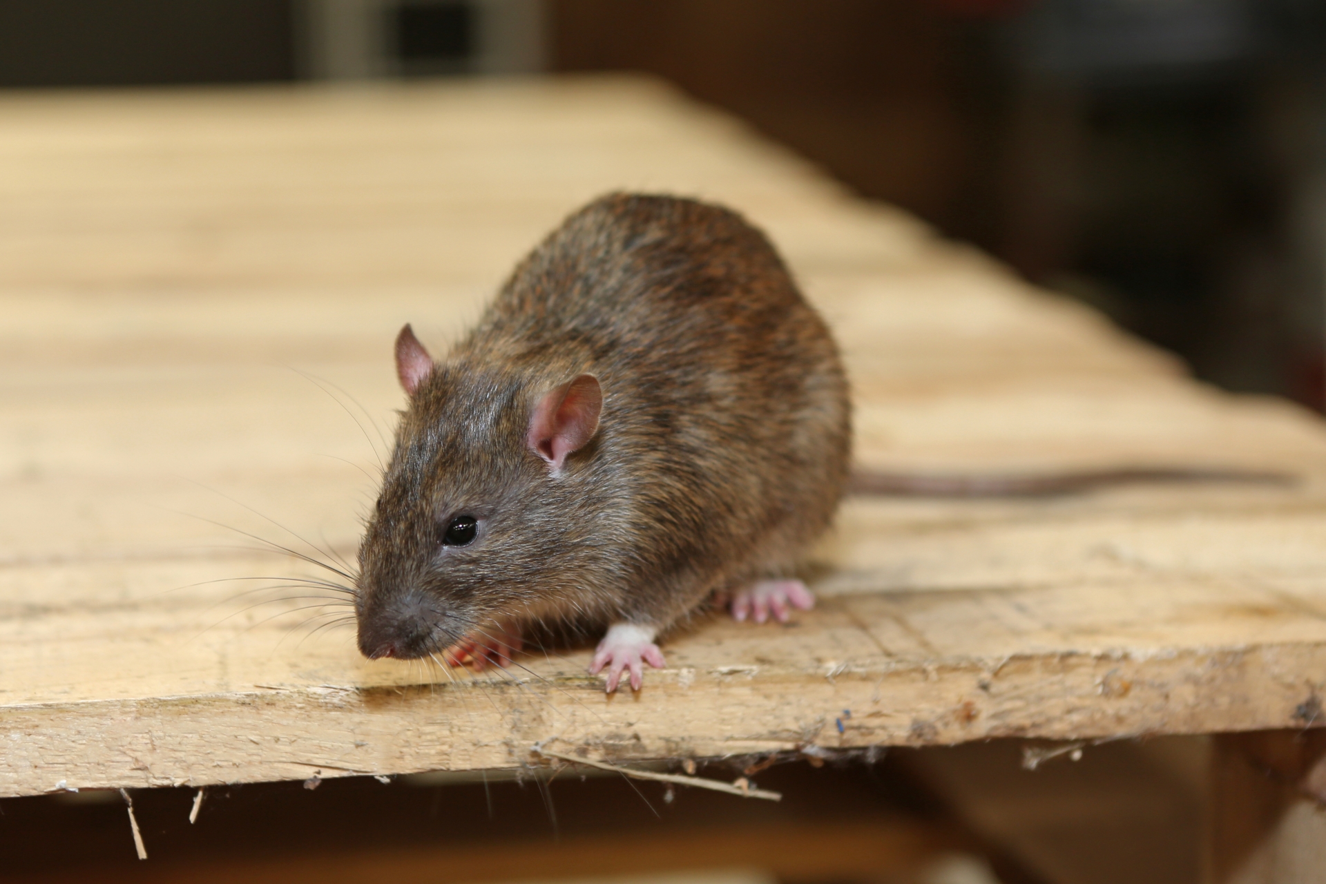 Rat extermination, Pest Control in Bexleyheath, Upton, DA6. Call Now 020 8166 9746