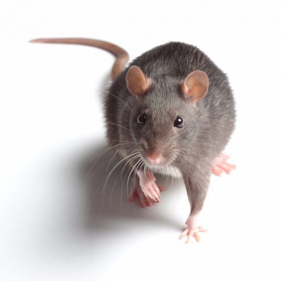 Rats, Pest Control in Bexleyheath, Upton, DA6. Call Now! 020 8166 9746