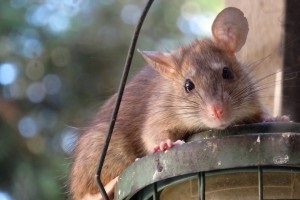 Rat Infestation, Pest Control in Bexleyheath, Upton, DA6. Call Now 020 8166 9746