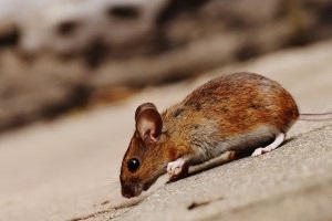 Mice Exterminator, Pest Control in Bexleyheath, Upton, DA6. Call Now 020 8166 9746
