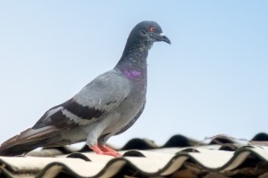 Pigeon Pest, Pest Control in Bexleyheath, Upton, DA6. Call Now 020 8166 9746