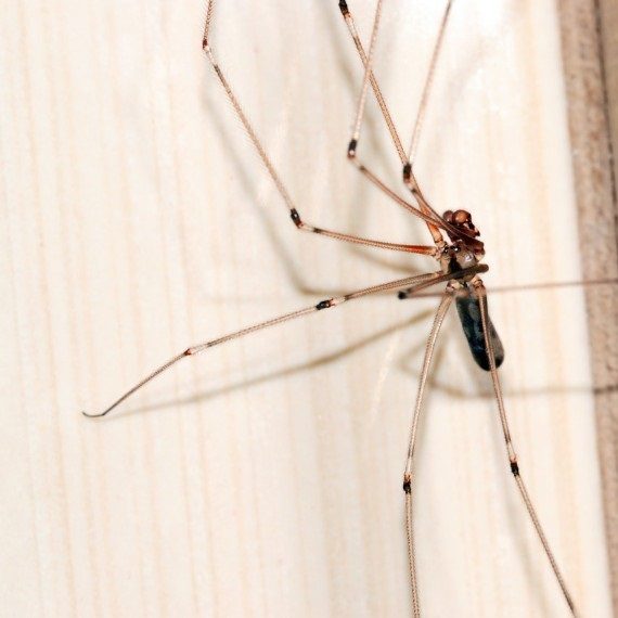 Spiders, Pest Control in Bexleyheath, Upton, DA6. Call Now! 020 8166 9746