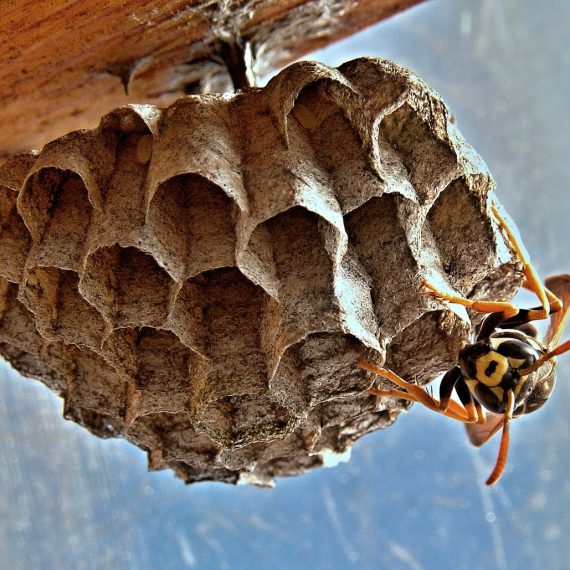 Wasps Nest, Pest Control in Bexleyheath, Upton, DA6. Call Now! 020 8166 9746